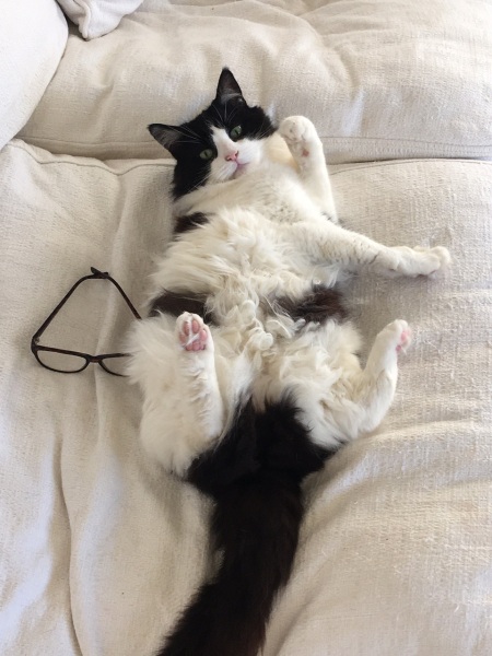 Cat has lost her miaow