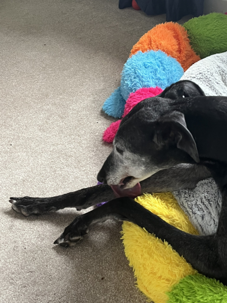 Anyone up for a 'My Dog POV' thread?