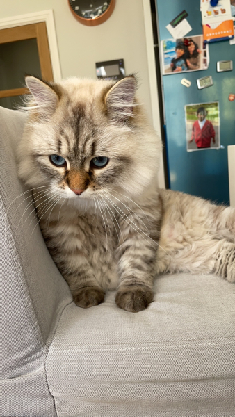 My siberian cat