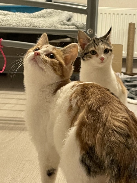 Kitten pics on a dreary Saturday 