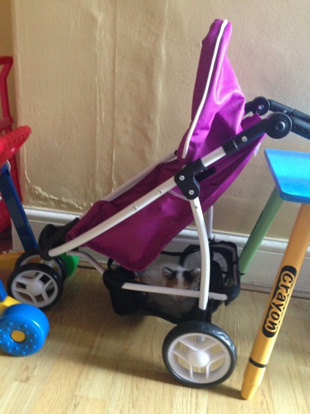 Help? I've acquired a very young kitten?