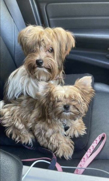 Anyone else have colour Coordinated dogs?