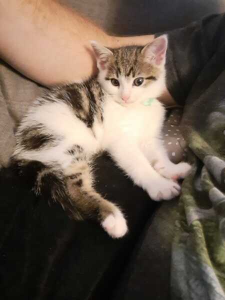 The adventures of Peppa and soon to be Bingo