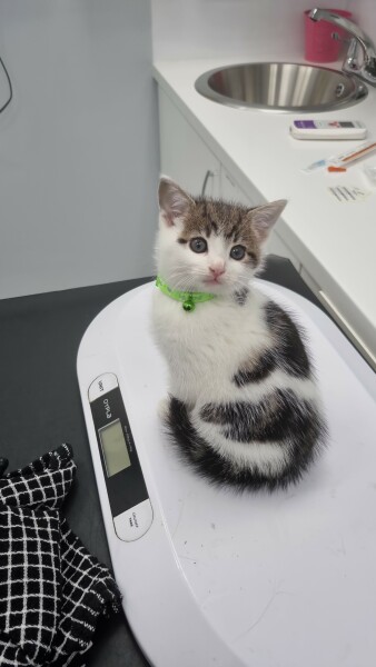 The adventures of Peppa and soon to be Bingo