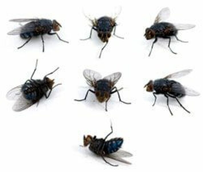 How to get rid of a plague of little flies