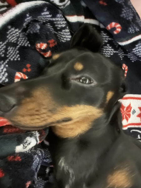 Puppy Survival Thread - as we approach Fireworks night for the first time…