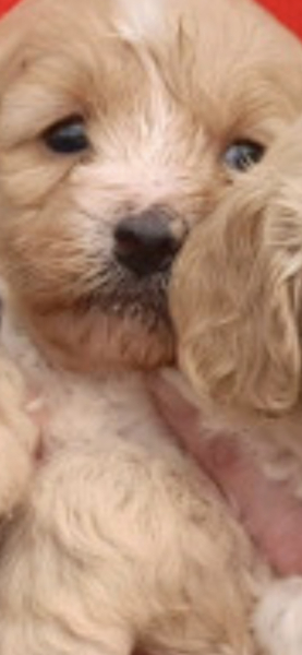 Week 3 Pre-Christmas 22 Boot Camp