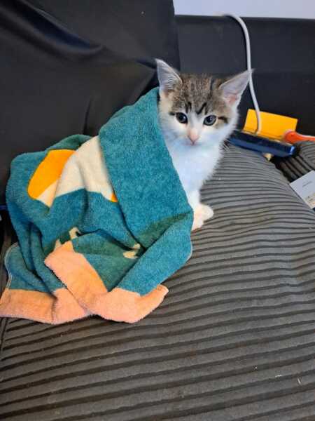 The adventures of Peppa and soon to be Bingo