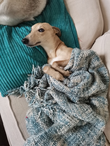 Breeds similar to a whippet?