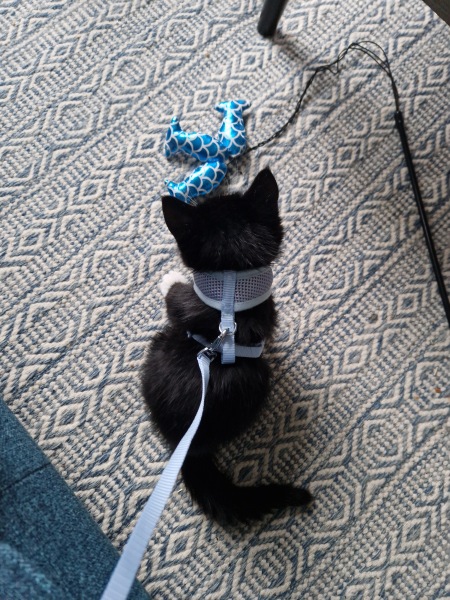 Shall I get another cat?