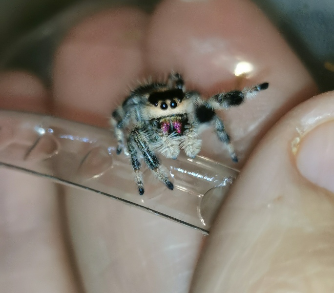 Did anyone get that big £30 spider skeleton from Asda? 