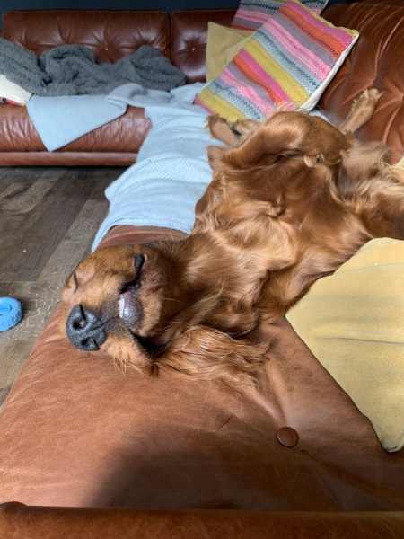 Anyone else have colour Coordinated dogs?