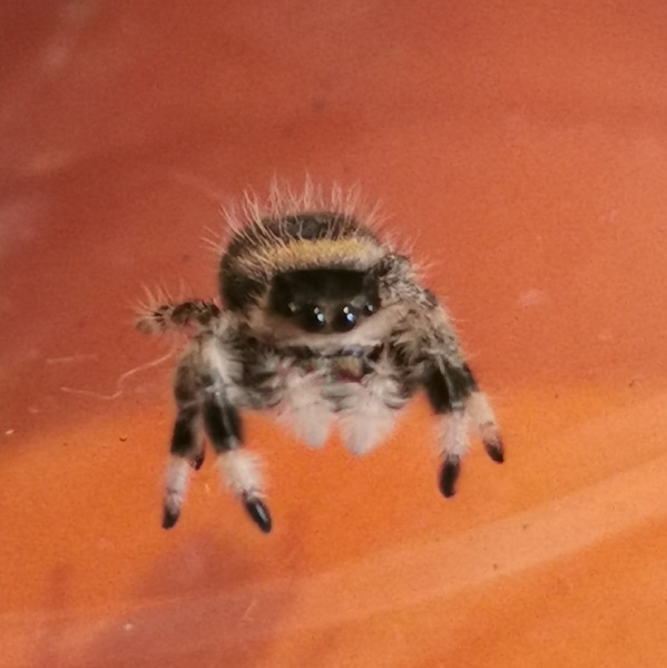 Did anyone get that big £30 spider skeleton from Asda? 