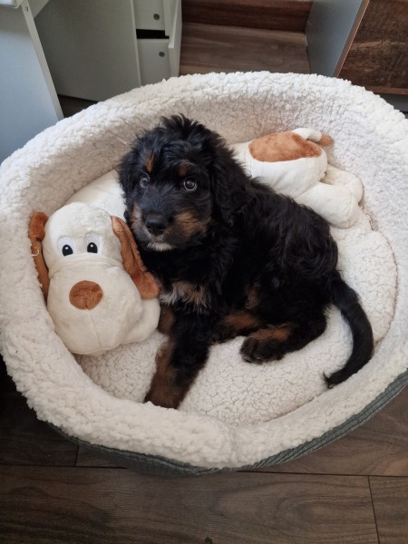 Puppy Survival Thread - as we approach Fireworks night for the first time…