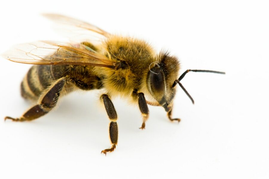 Have the bees gone?!