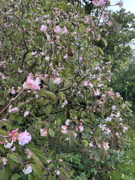 Flowering and highly perfumed tree in November?