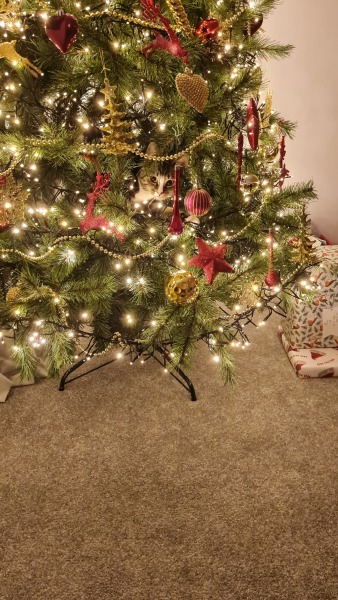 Cats and Christmas trees.