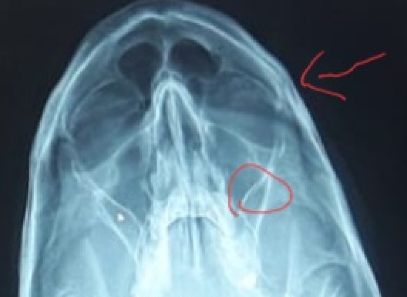 Any radiographers here who can explain this to me?