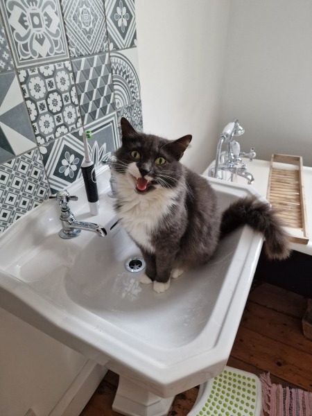 Cats sitting where you don’t want them to!