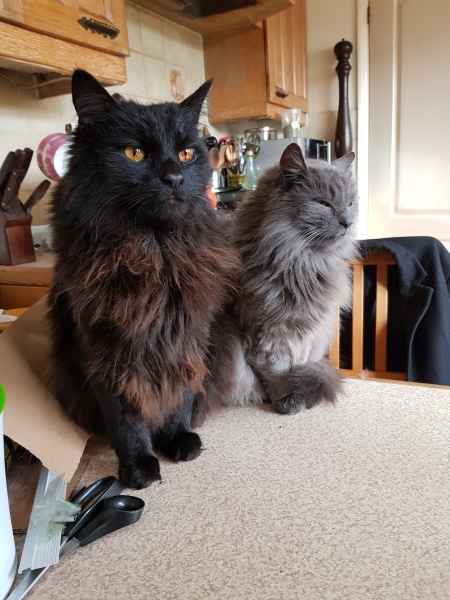 How much does your cat weigh? Do you think it's too much, too little or just right? :)