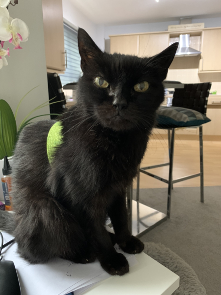 Help? I've acquired a very young kitten?