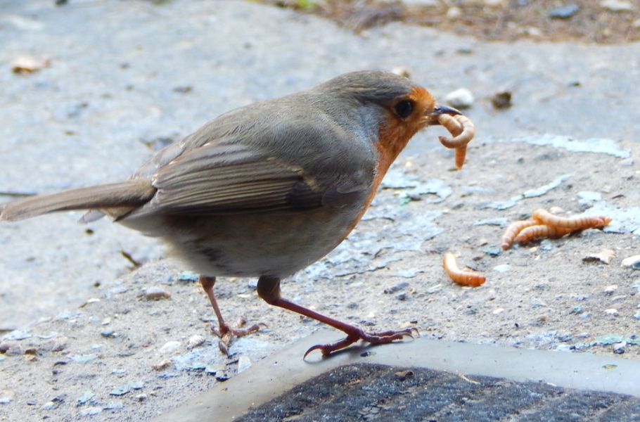 Thread 1 - Lifeboat Muster Point for TalkExiles