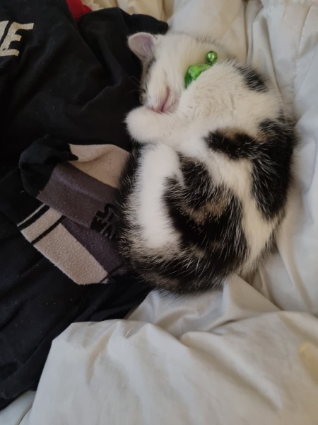 The adventures of Peppa and soon to be Bingo