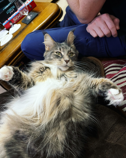 Cats and Christmas trees.