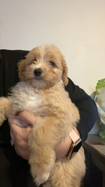 Pre-Christmas 22 Boot Camp: Week 4