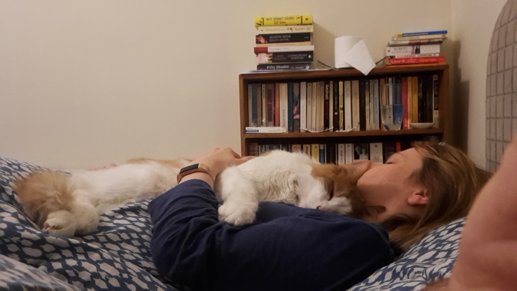 These are not my cats-honest!