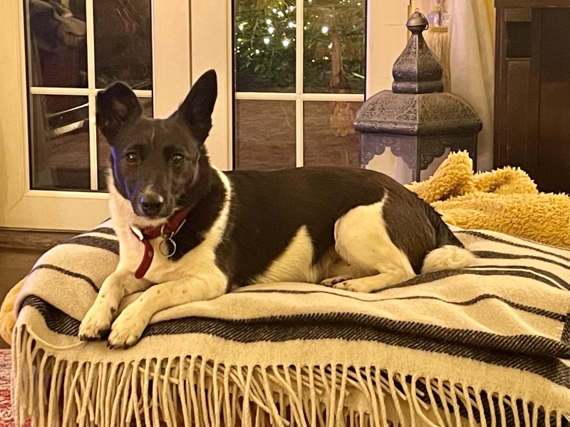 Anyone else have colour Coordinated dogs?