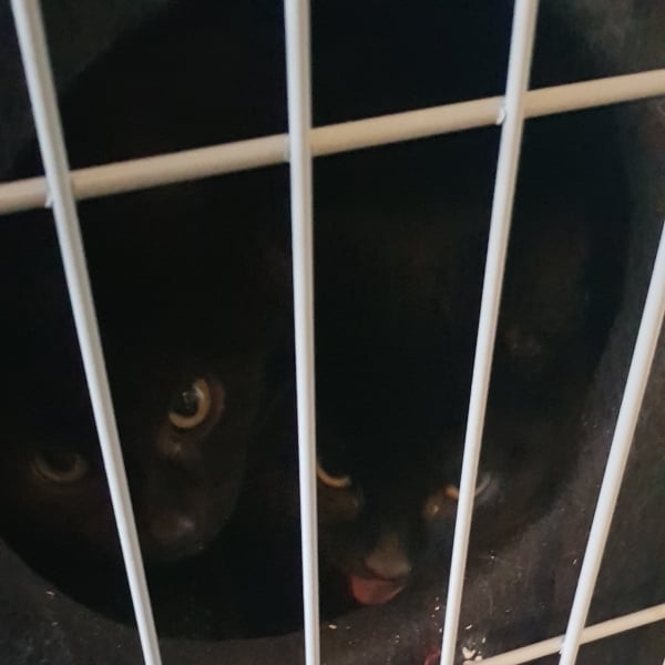 Kitten fosters- we have 2 ferals- HELP