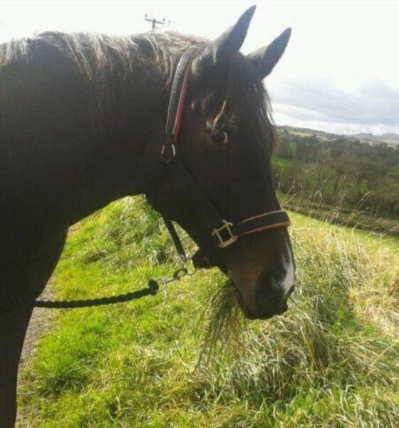 To feel sorry for people with horses?