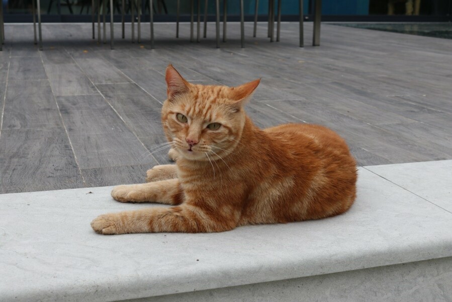 Missing cat and need some hope