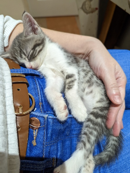 Kitten will only sleep on me...
