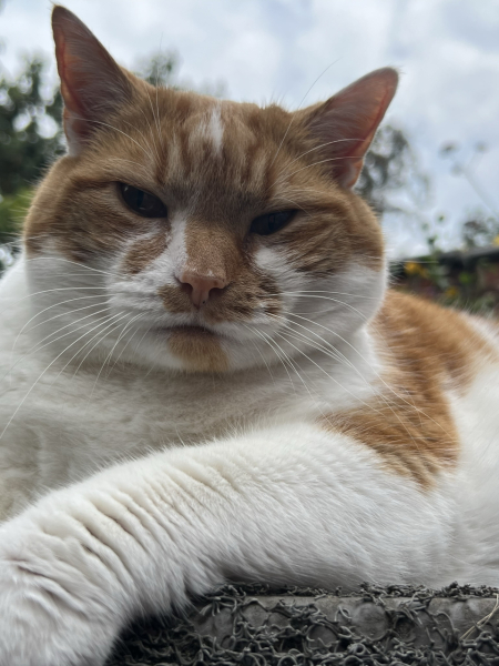How much does your cat weigh? Do you think it's too much, too little or just right? :)