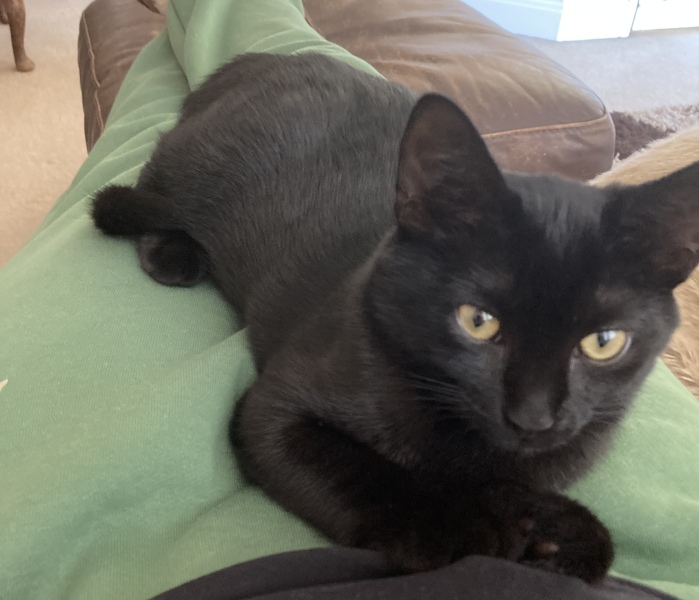 Most loving/laid back cats?