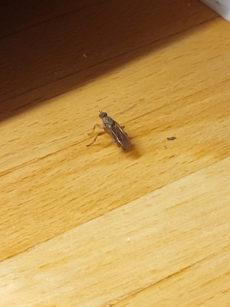 What is this insect in my kitchen? 