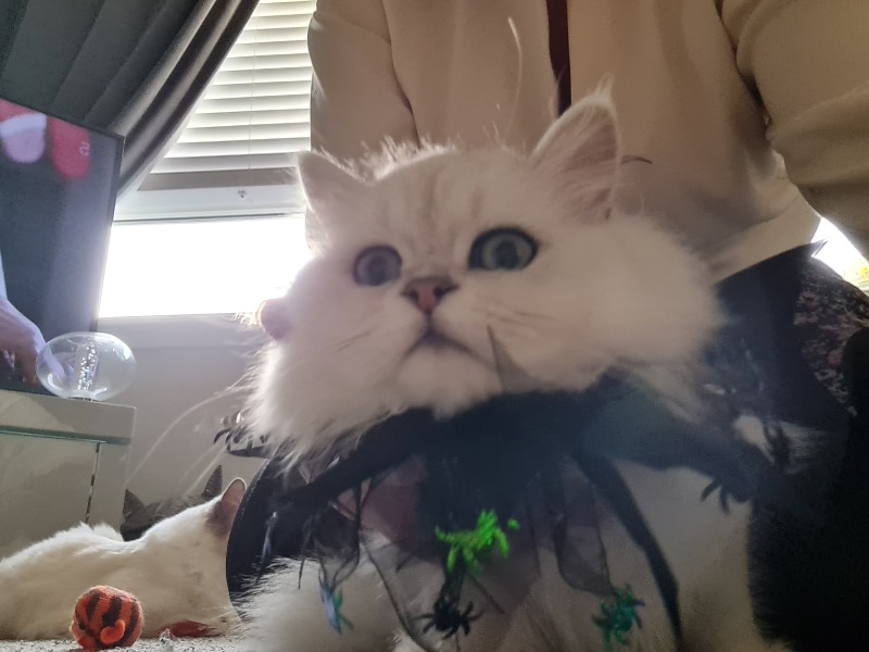 Most loving/laid back cats?