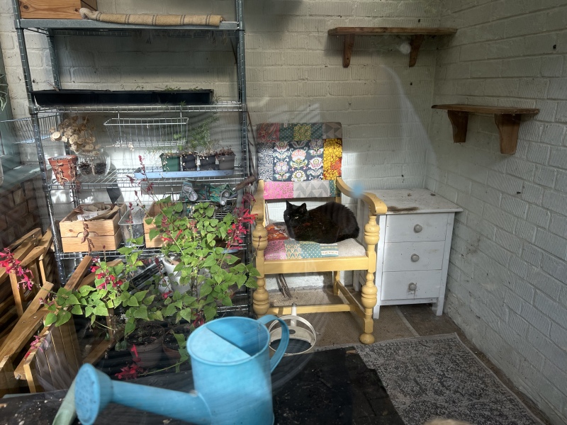Best place for cat door in new house: is a wall tunnel to the outside bonkers?