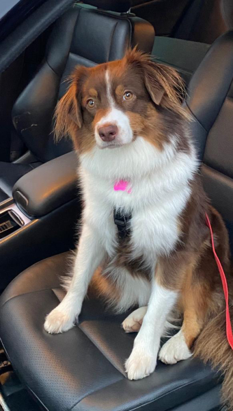 Aussie pup struggles, advice needed please!
