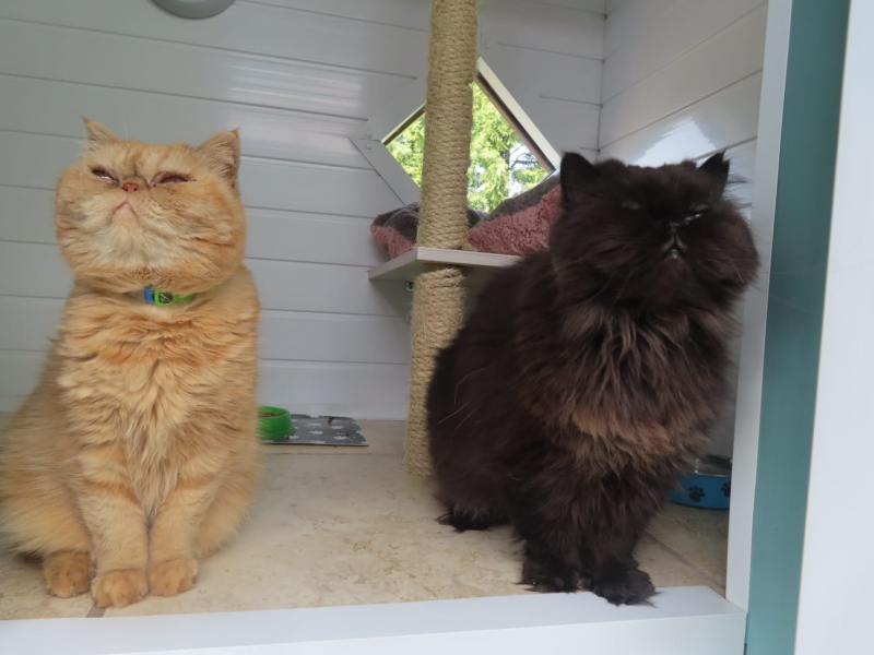 The adventures of Peppa and soon to be Bingo