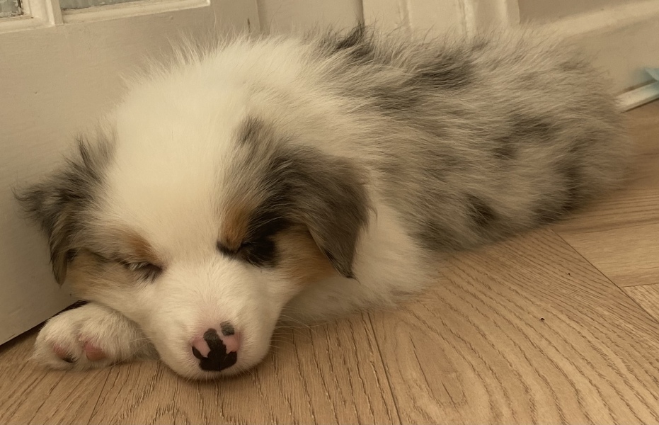 Aussie pup struggles, advice needed please!