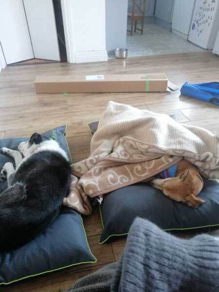 growling lurcher - only at me