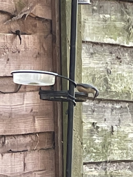 What garden bird is this please?! 
