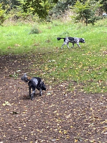 How often do you walk your dog ?
