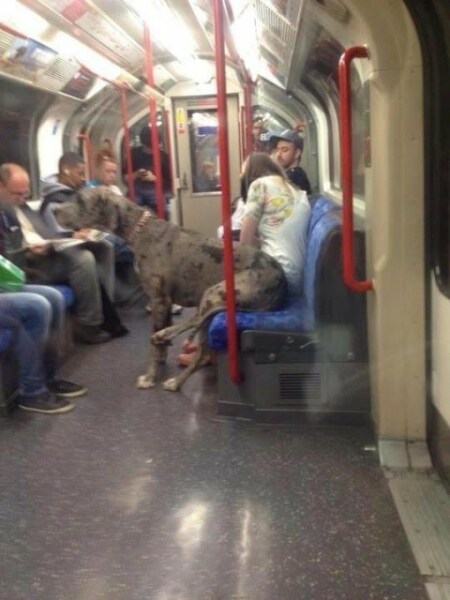 Seat for pet dog on London Overground