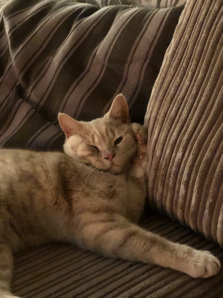 Cat acting withdrawn after a fight