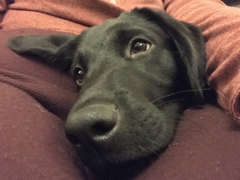 Puppy Survival Thread - as we approach Fireworks night for the first time…