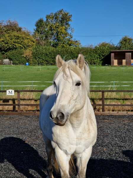 To feel sorry for people with horses?